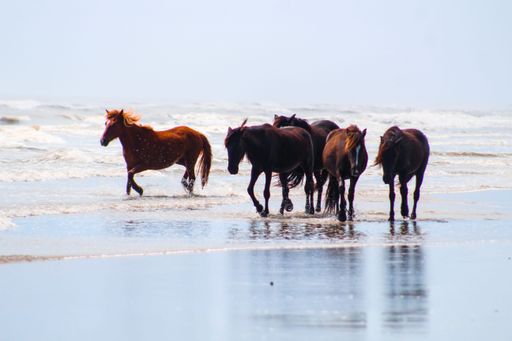 Dark horses in the Carova beach, Outer Banks with the view of clear sky in the daytime