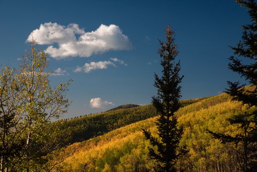 A beautiful sunset walk through an aspen forest.