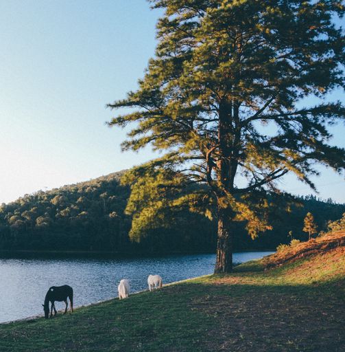 A shot in Sao Paulo with black and white horses near a river surrounded by trees and hills