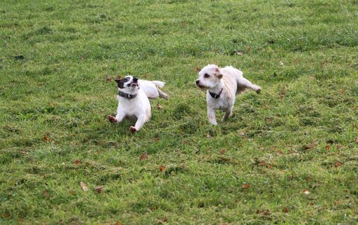 Two Jack Russell puppies playing on green grass