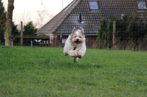 A white lapdog running on green grass