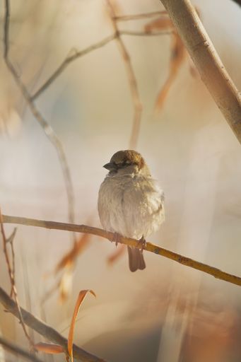 A vertical shot of a True sparrow perching on the tree branch
