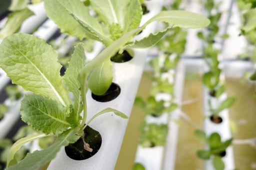 A close up Green lettuce in hydroponic farm background.