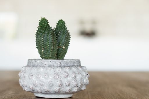 A closeup of cactus in a white flowerpot on a wooden table with a blurry background