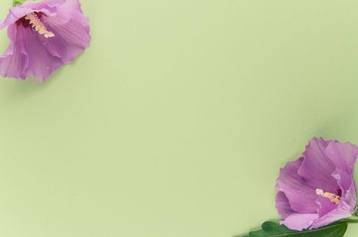 A high angle shot of purple flowers on a green surface