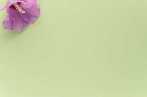 A high angle shot of a purple flower on a green surface