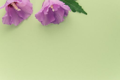 A high angle shot of purple flowers on a green surface