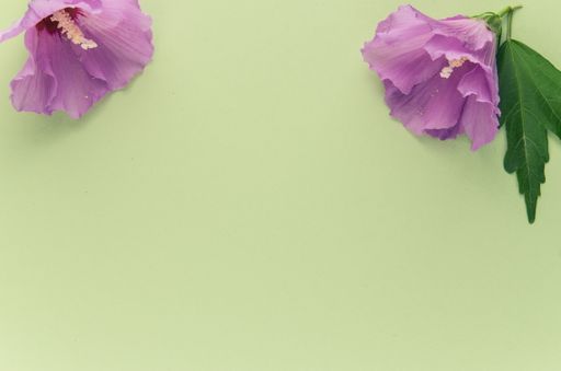 A high angle shot of purple flowers on a green surface