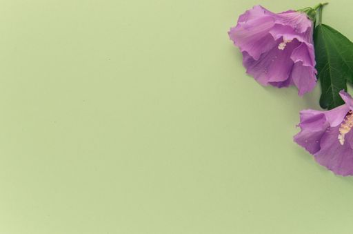 A high angle shot of purple flowers on a green surface