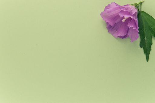A high angle shot of a purple flower on a green surface