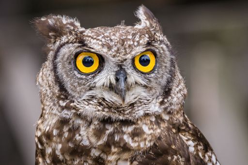A selective focus shot of an owl with big yellow eyes