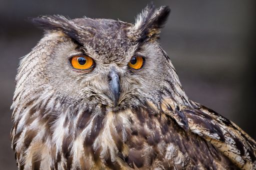 A selective focus shot of an owl with yellow eyes
