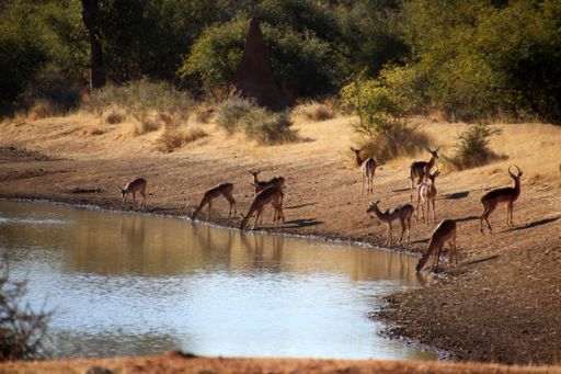 A herd of African antelopes drinking water from the waterhole in the savannah of Namibia