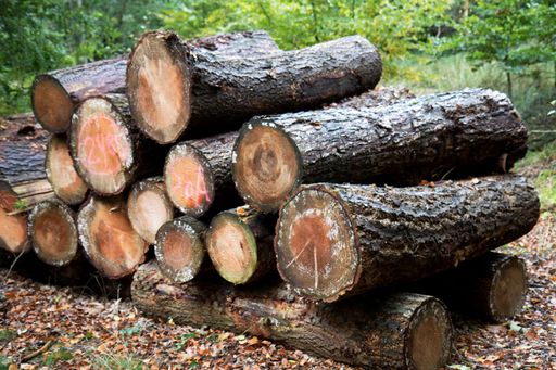 A shot of stacked firewood in nature