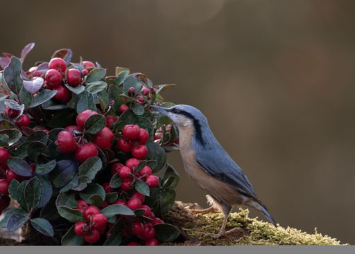 A eurasian nuthatch perched on a shrub with red berries