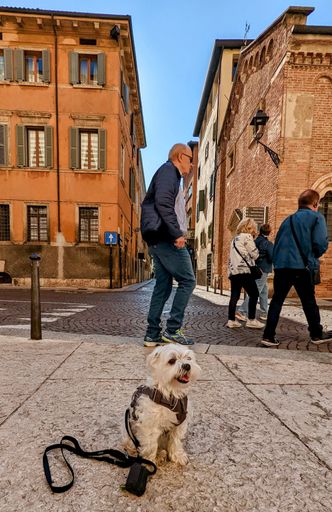 A Dog sitting in the street of Verona with Pedestrians walking by.