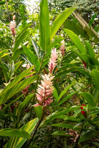 Red Ginger, also called Ostrich Plume and Pink Cone Ginger (Alpinia purpurata), Pink Flower in a Garden in Medellin, Colombia