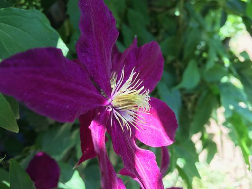 A closeup of a violet Peruvian lily surrounded by large leaves with a blurry background