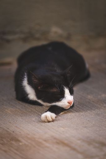 A beautiful cat sleeping on a ground in a street