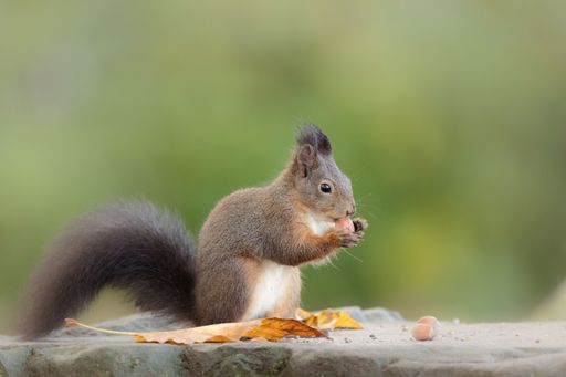 A closeup of an adorable Japanese squirrel eating nut