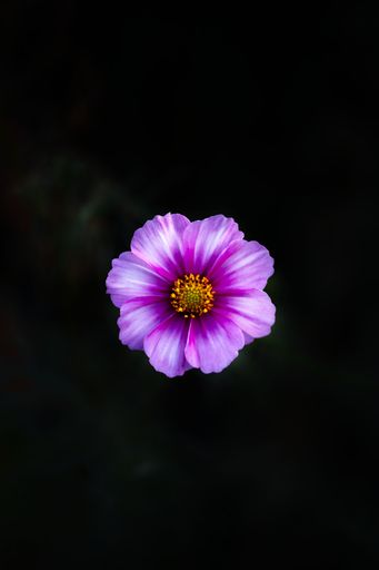 A vertical top view of a purple cosmos flower isolated on dark background