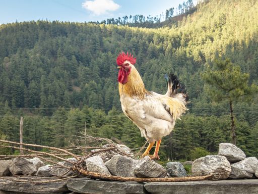 A view of a big roster perching on rocks in a farm