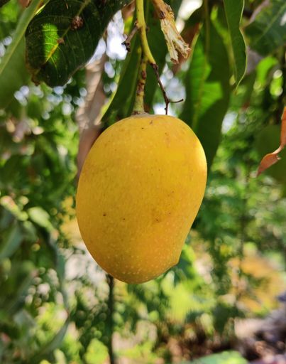 A vertical shot of a ripe mango fruit on the tree