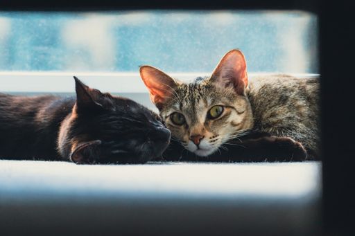 A closeup of two cute cats lying on the ground with one looking at the camera
