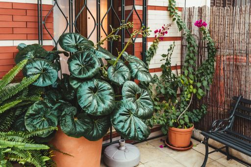 Green and orange Potted plants decorating the entrance of a house