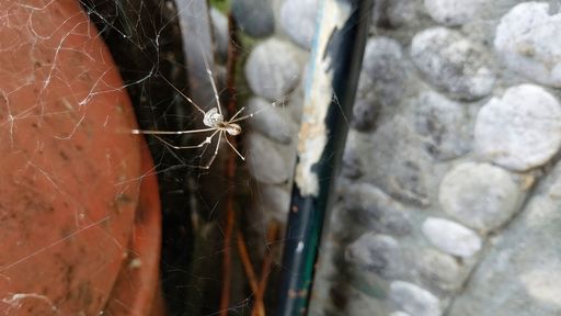 A selective focus shot of a house spider making web