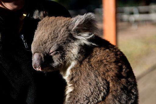 A brown baby koala sleeping on the chest of a smiling human with a blurry background