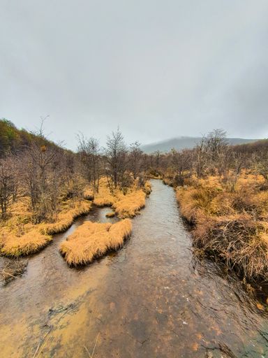 A vertical shot of a small river stream with bare trees on both sides during autumn