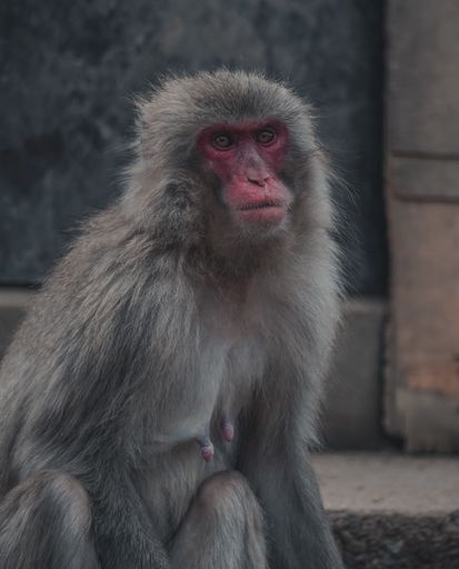 A vertical portrait of a grey Japanese macaque with a red face and a blurry background
