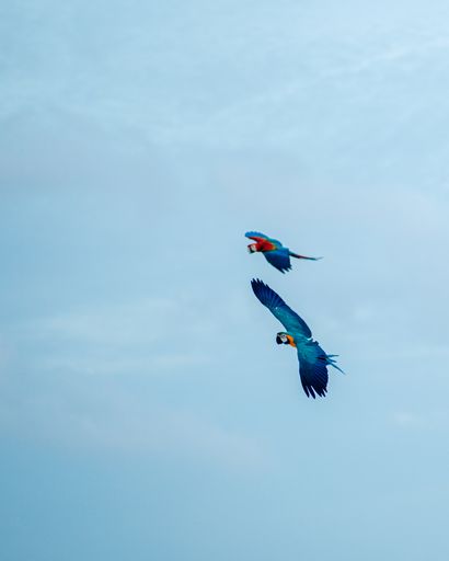 A beautiful view of Scarlet Macaws flying together near the beach in the Maldives