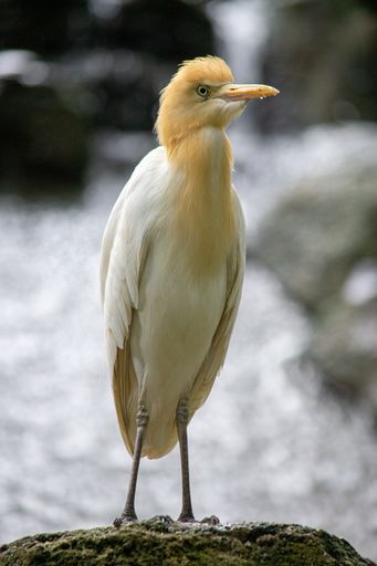 A vertical shot of a  cattle egret perched on a rock
