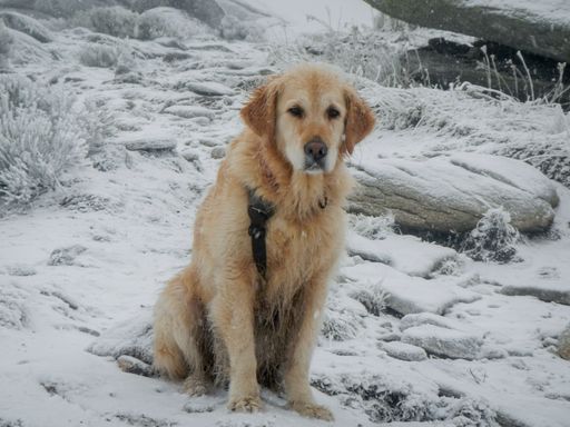 A closeup shot of a  cute golden retriever in a snowy rocky field