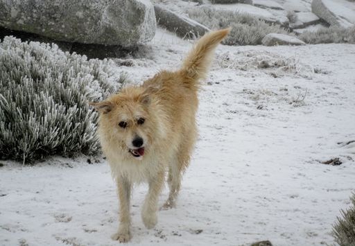 A closeup shot of a  cute golden retriever in a snowy rocky field
