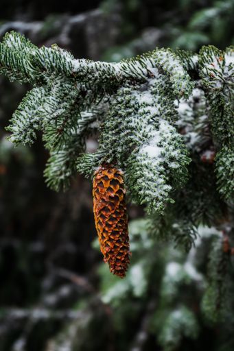 A closeup shot of a spruce cone hanging from a snowy branch