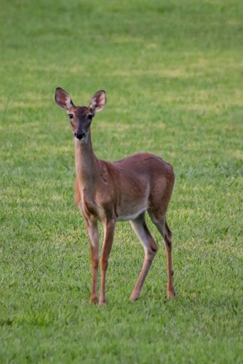 A vertical shot of a doe deer in a green field during the day