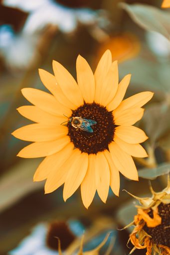 A vertical closeup shot of a bee on a sunflower
