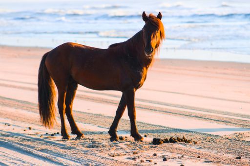 A wild horse on the Carova beach in Outer Banks, North Carolina