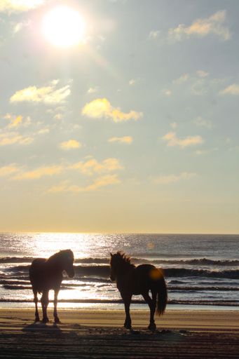 A vertical shot of a couple of wild horses standing on a sandy beach at sunset
