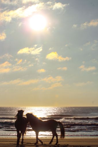 A vertical shot of a couple of wild horses walking on a sandy beach with shiny sunset sky