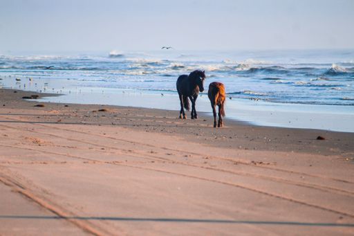 A couple of brown and black horses walking on a sandy beach on a sunny day
