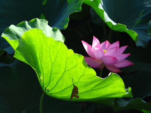 A closeup shot of a beautiful lotus flower in the pond