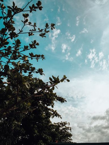 A beautiful shot of the typical forest plants in the Rio de Janeiro beach side.
