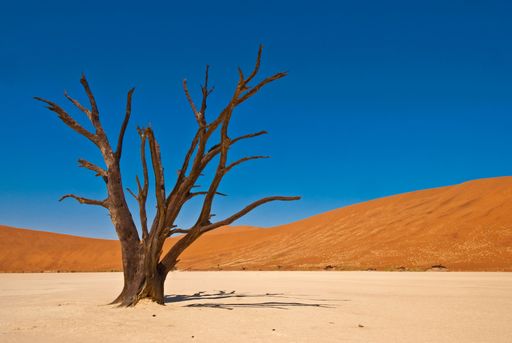 An aerial view of dead tree in desert