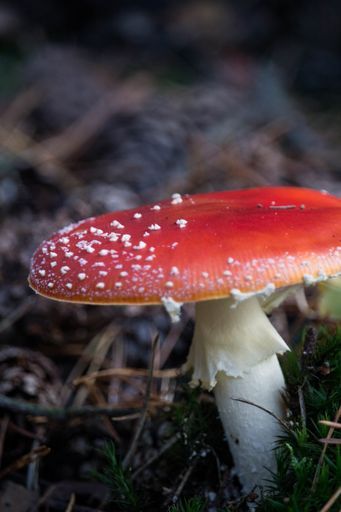 A selective focus shot of amanita muscaria, commonly known as the fly agaric in an autumn forest