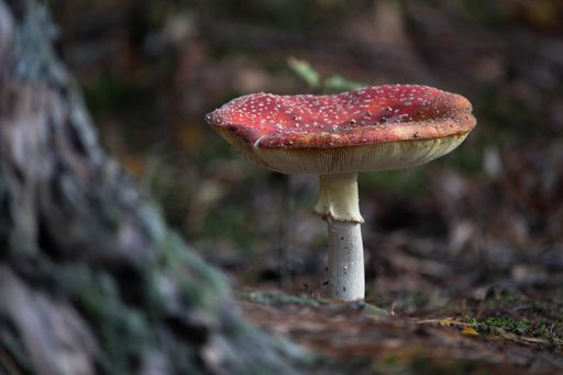 A selective focus shot of amanita muscaria, commonly known as the fly agaric in an autumn forest