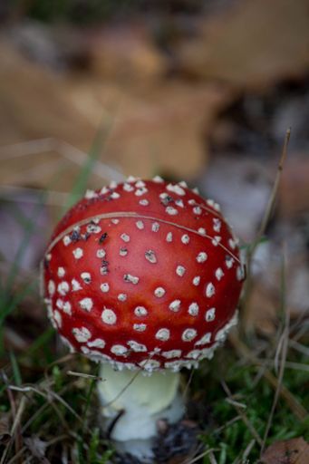 A selective focus shot of amanita muscaria, commonly known as the fly agaric in an autumn forest